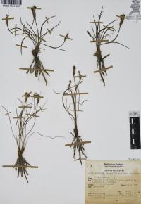 Sisyrinchium tenuifolium image